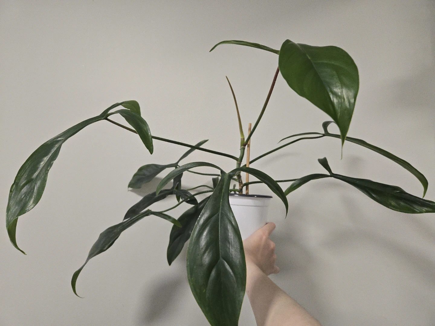 Philodendron 69686 in 4.3"pot