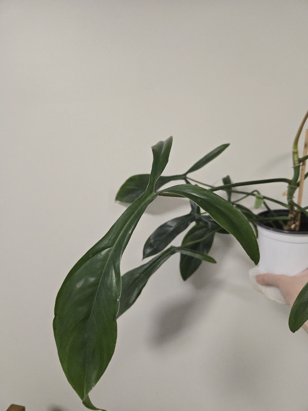 Philodendron 69686 in 4.3"pot - photo 2