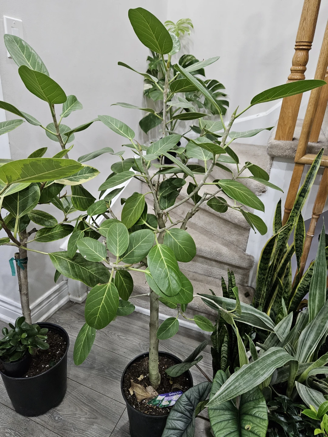 Ficus Audrey Plant🏆