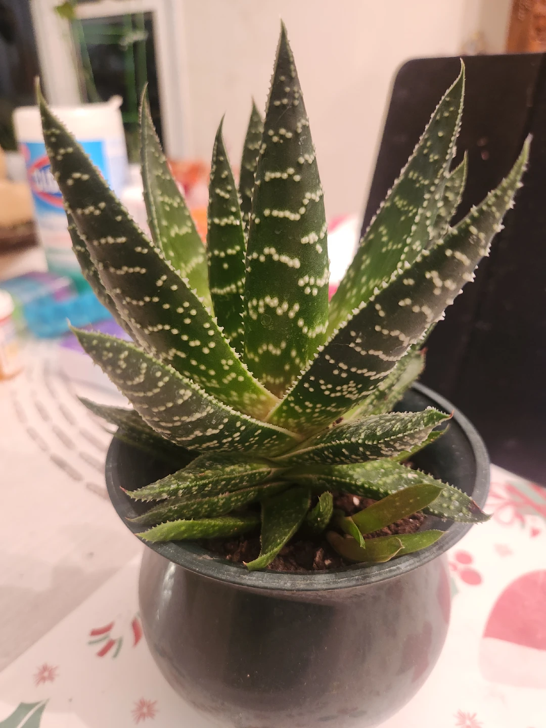 Aloe Vera Plant in Pot
