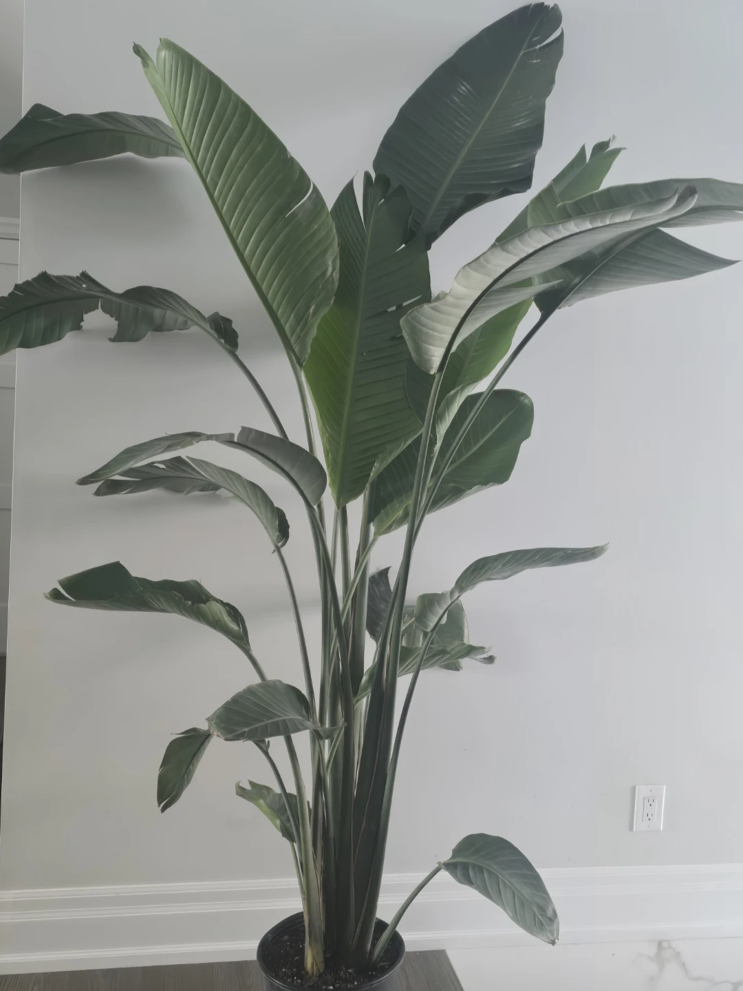 Bird of Paradise Plant - photo 4