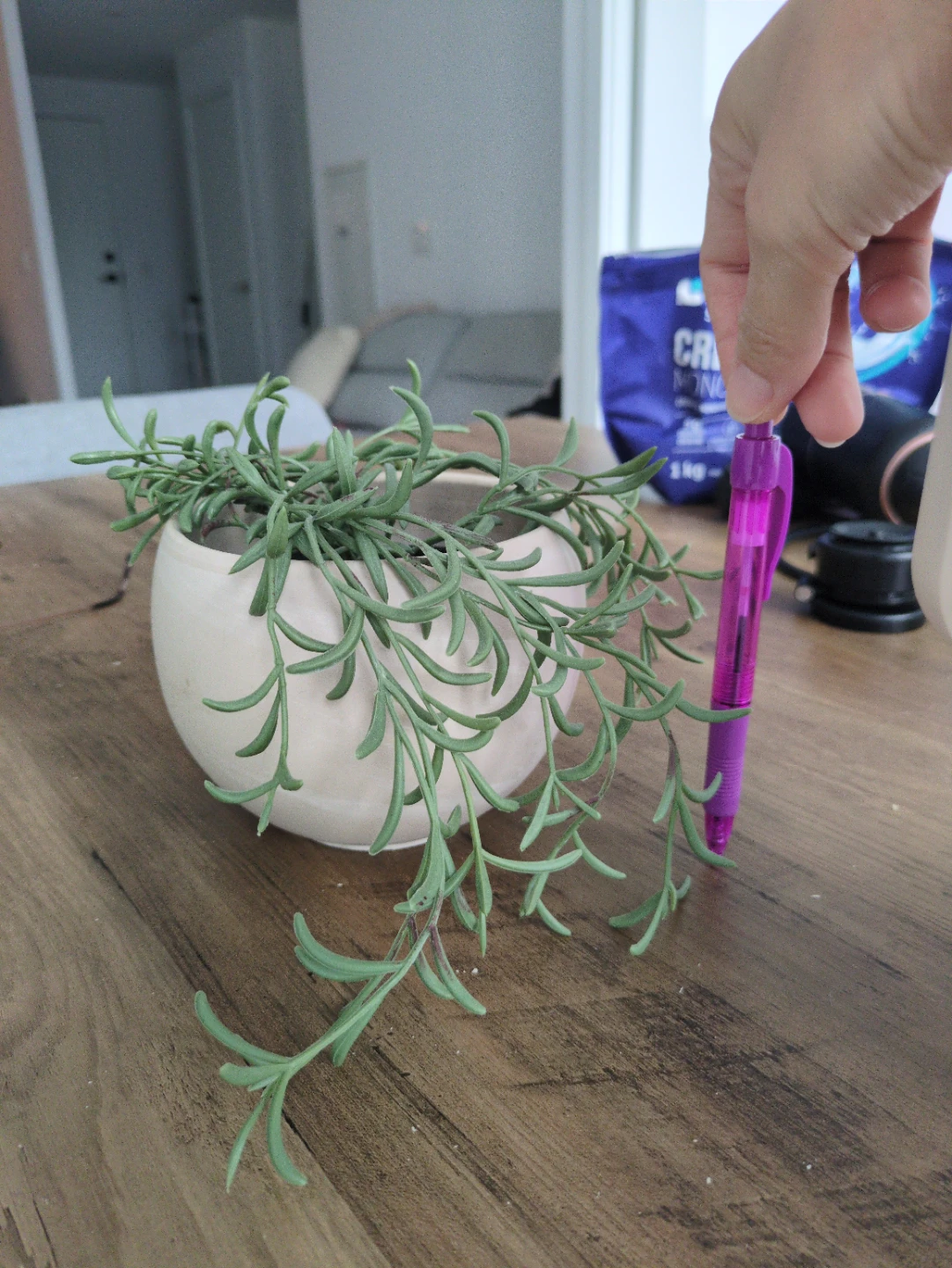 Faux Succulent Plant in Ceramic Pot - photo 2