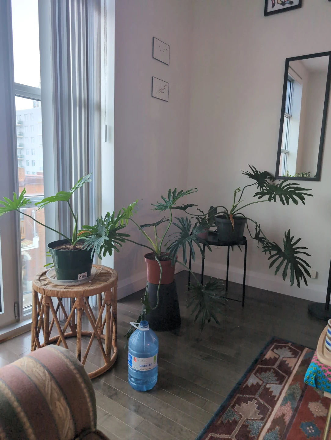 Lickety split houseplant - kitchener