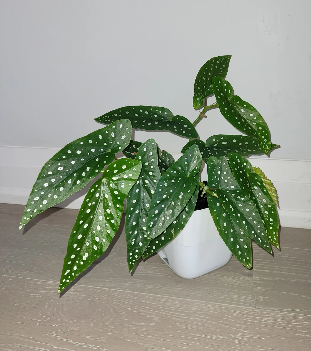 Polka Dot Begonia in Square White Pot