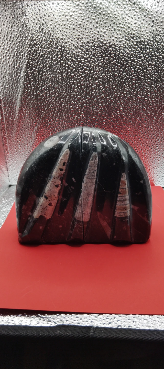 Fossil Ammonite Bookends