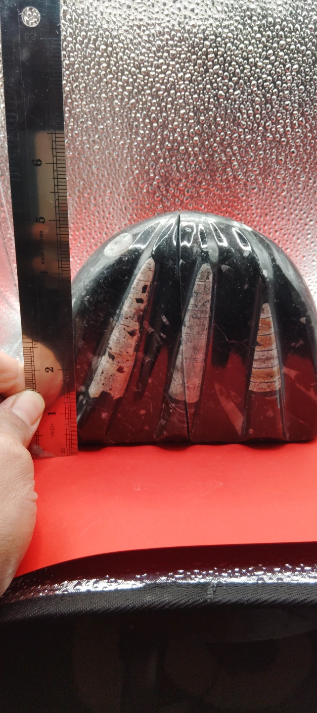 Fossil Ammonite Bookends - photo 5