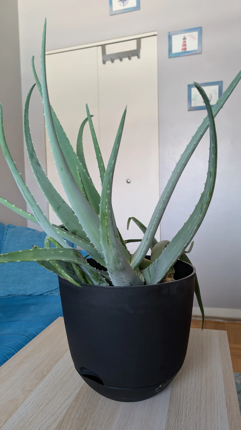 Aloe Vera Plant in Black Pot, 18 inches