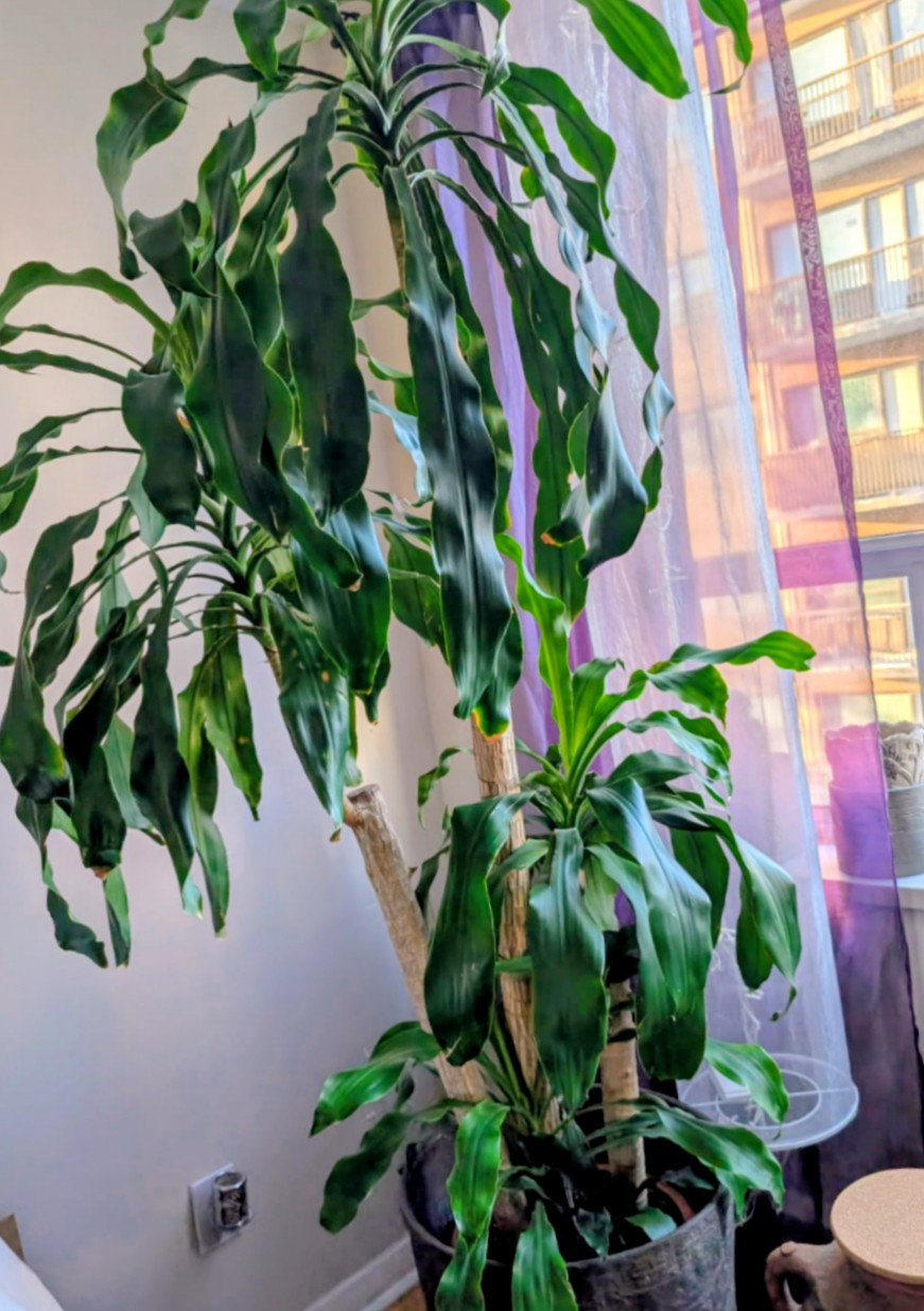 Large Dracaena Fragrans Plants