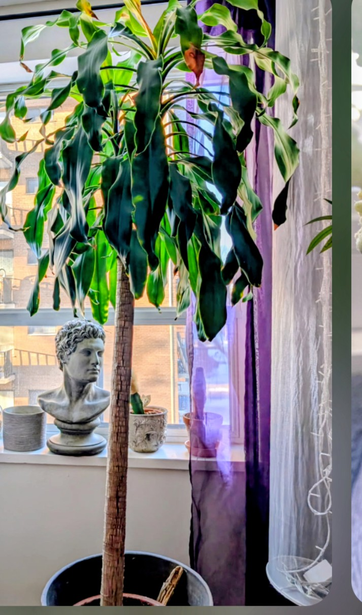 Large Dracaena Fragrans Plants - photo 2