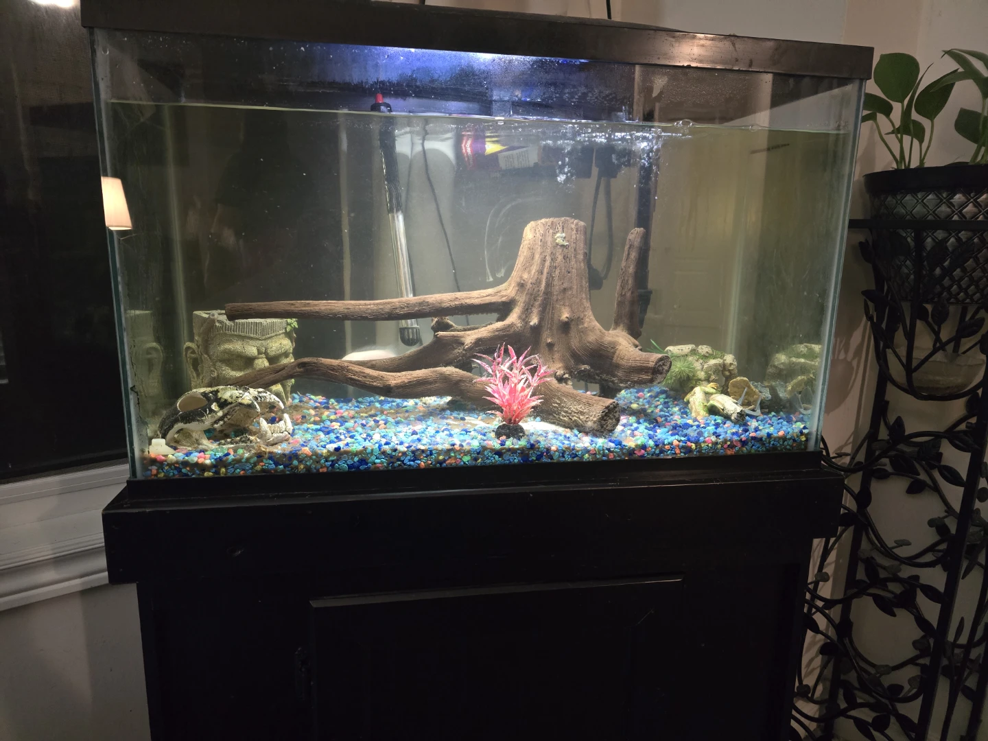Aquarium with Decorations and Filter