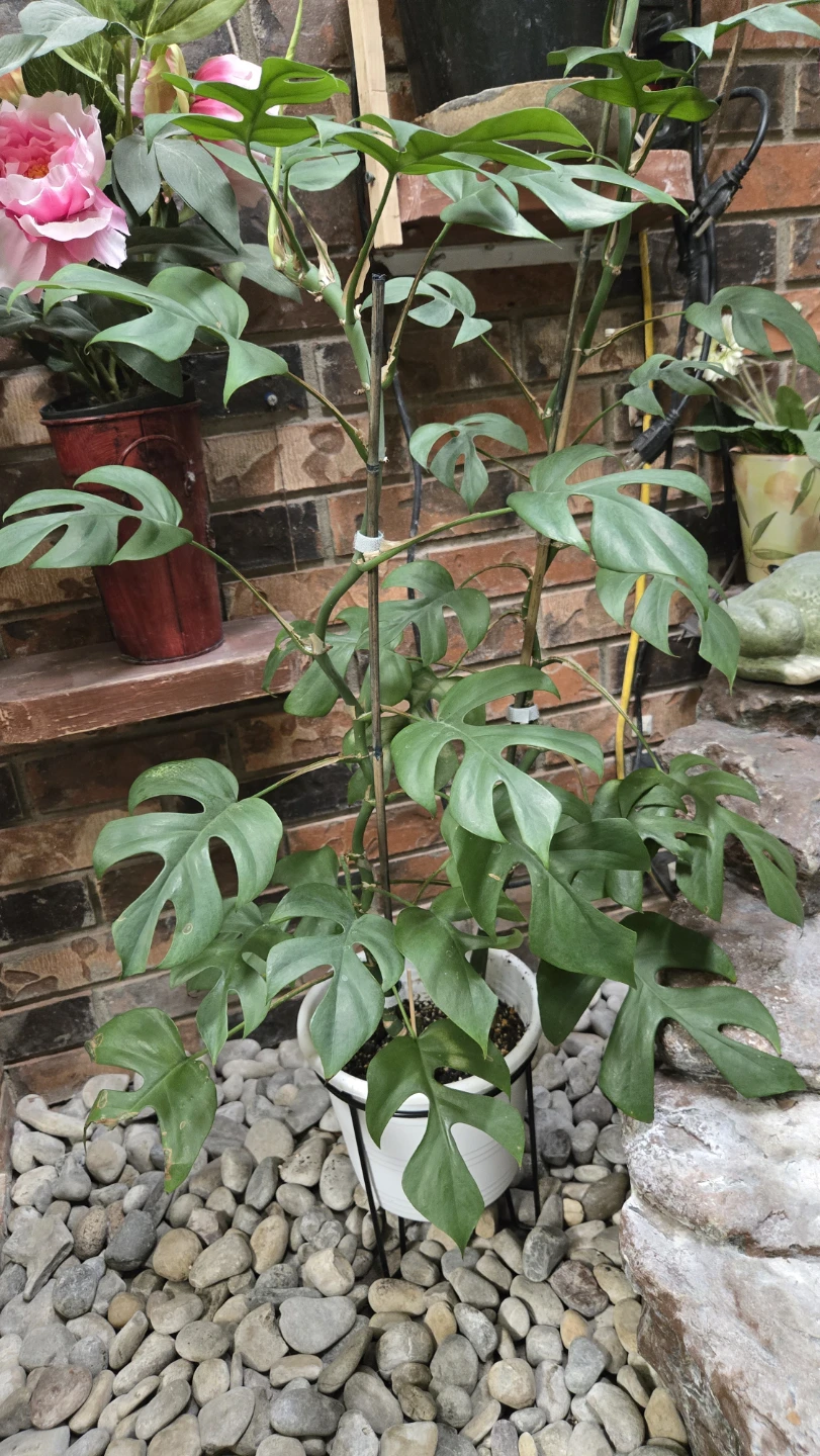 Monstera Adansonii Plant