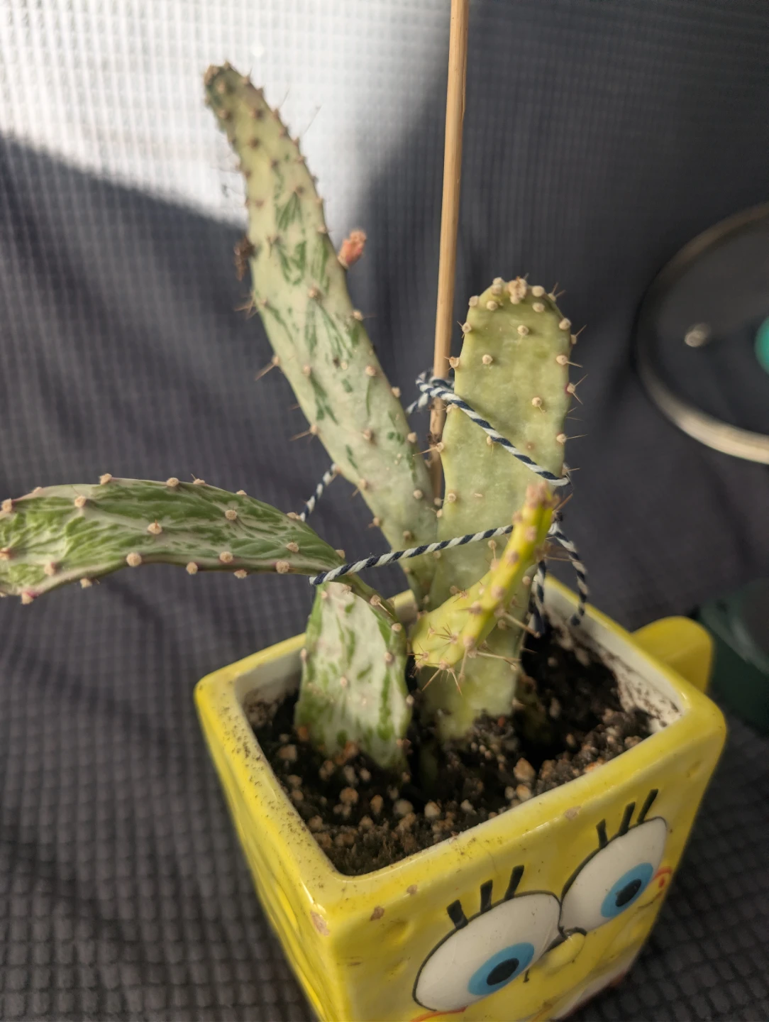 Opuntia Cactus in Spongebob Squarepants Mug Planter 🏆 - photo 2