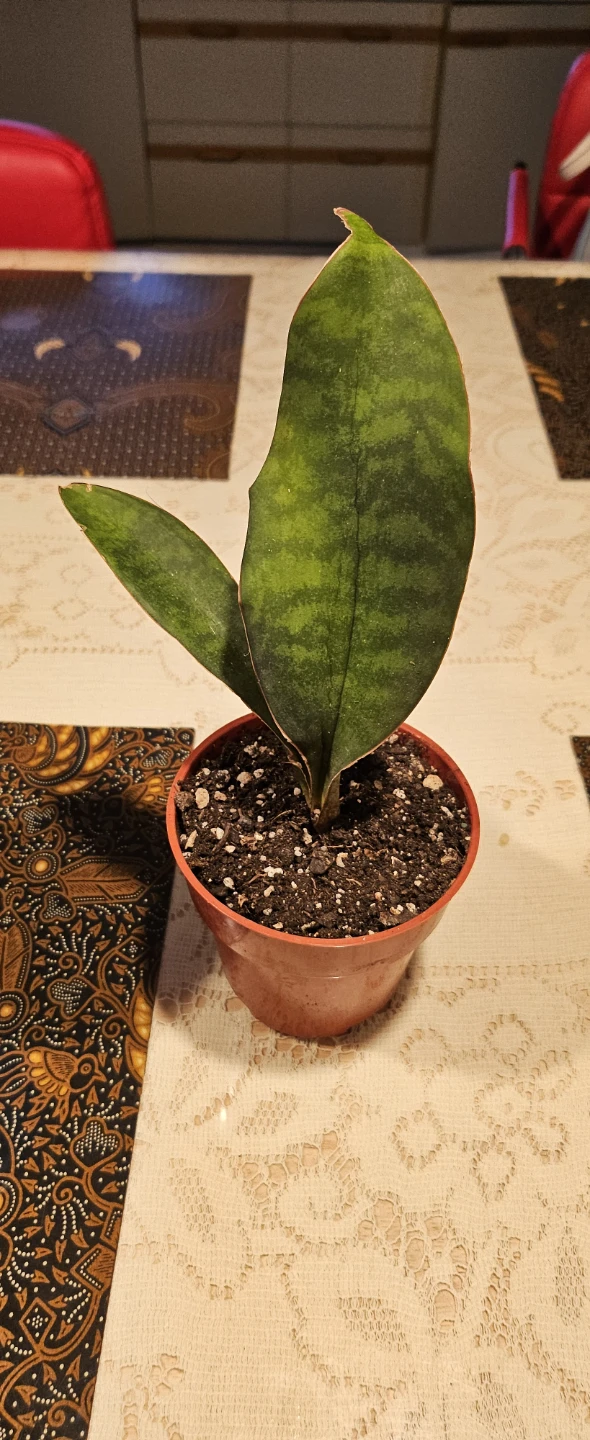 🧡 Sansevieria 'Whale fin' Plant