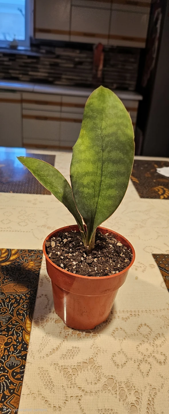 🧡 Sansevieria 'Whale fin' Plant - photo 2