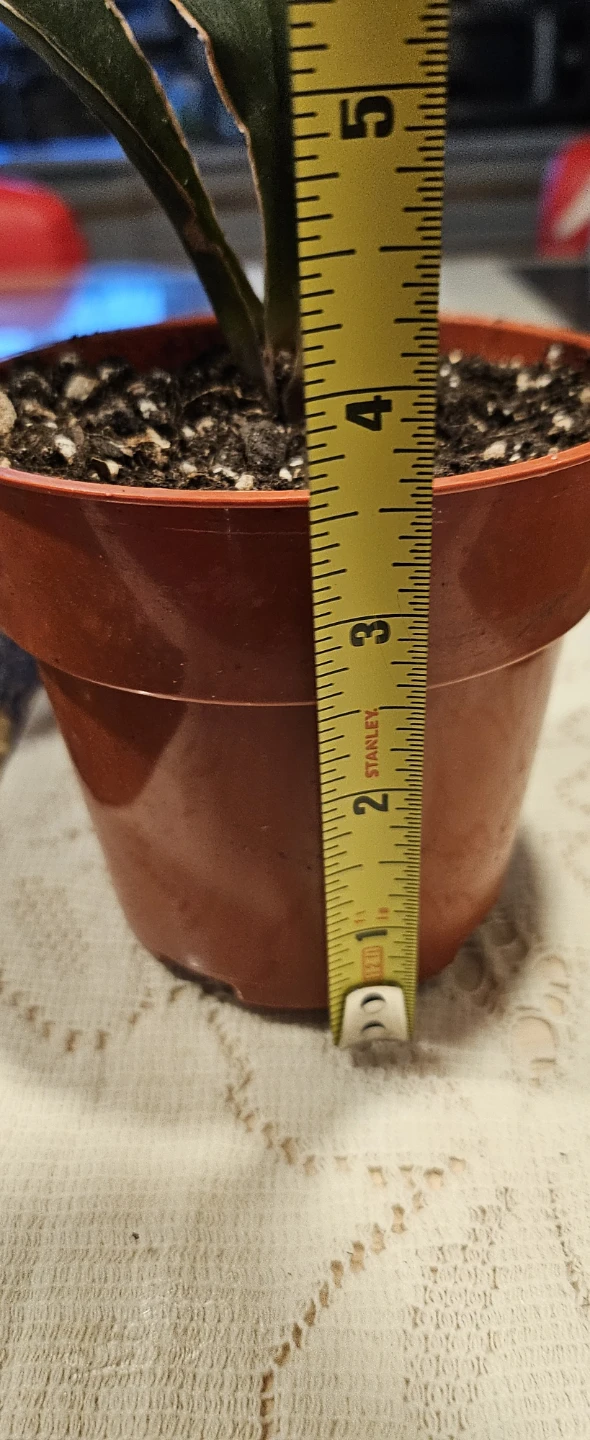 🧡 Sansevieria 'Whale fin' Plant - photo 3