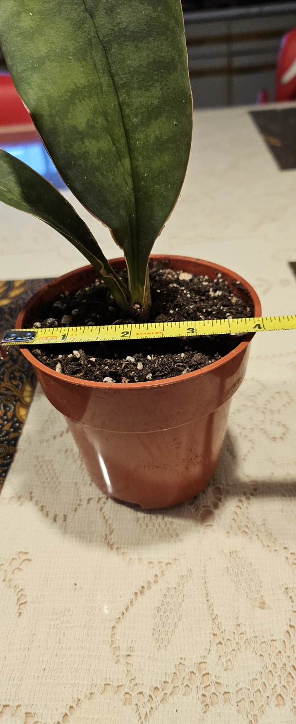 🧡 Sansevieria 'Whale fin' Plant - photo 4