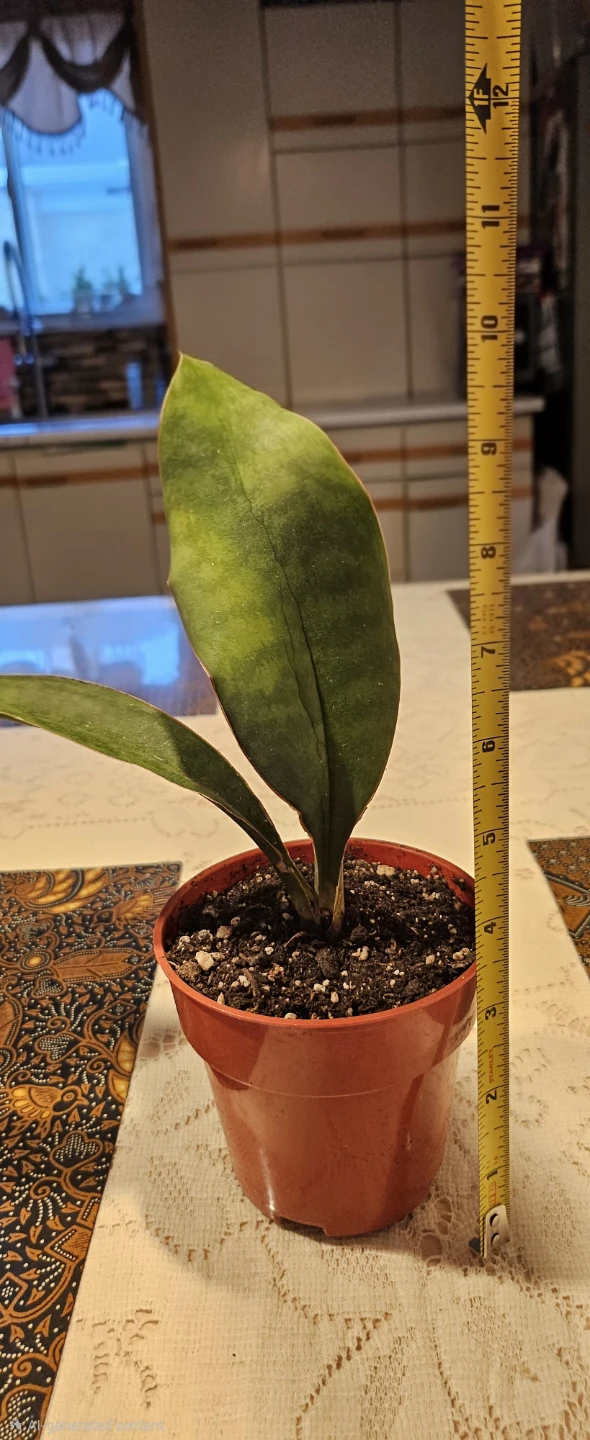 🧡 Sansevieria 'Whale fin' Plant - photo 5