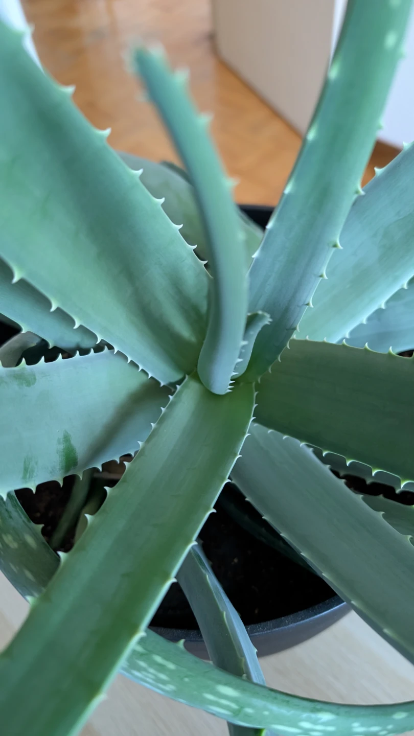 Aloe Vera Plant in Black Pot, 18 inches - photo 3