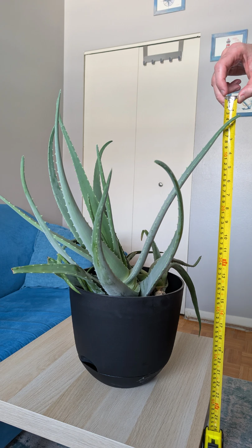 Aloe Vera Plant in Black Pot, 18 inches - photo 4