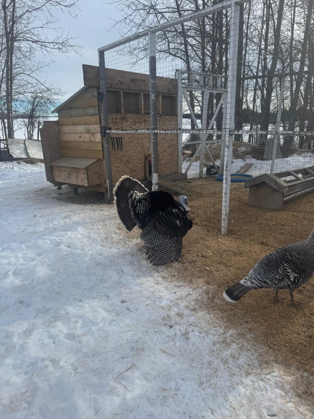 Acreage for sale Athabasca area. - photo 2