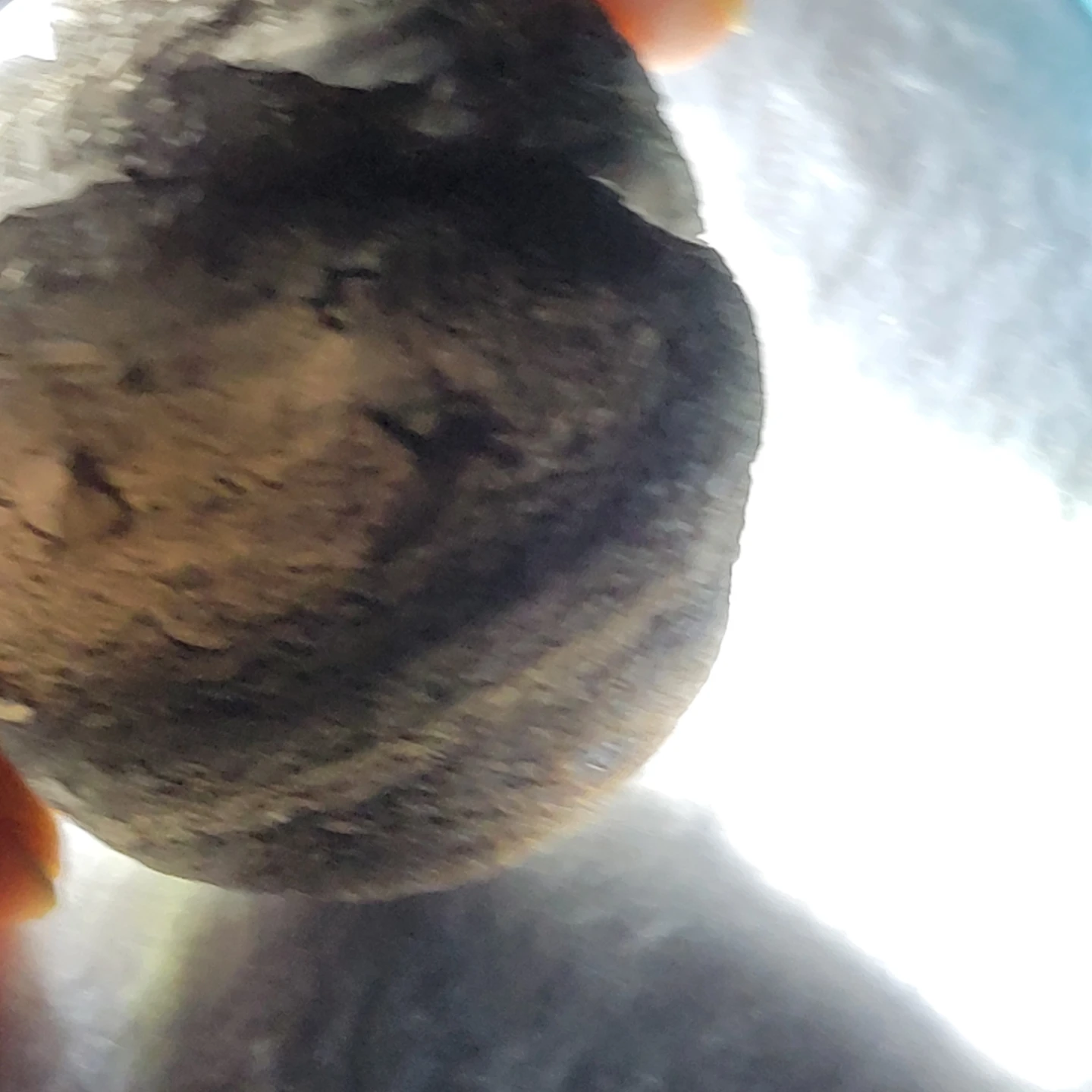 Agni Manitite (Pearl of the Divine Fire) - photo 4