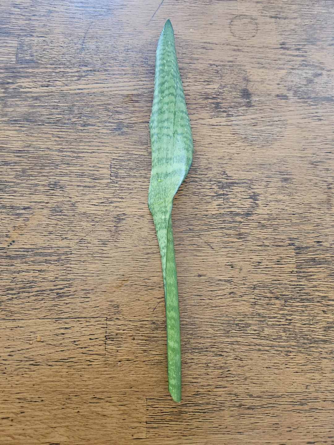 Snake Plant Leaf Cutting - For Propagation - photo 2
