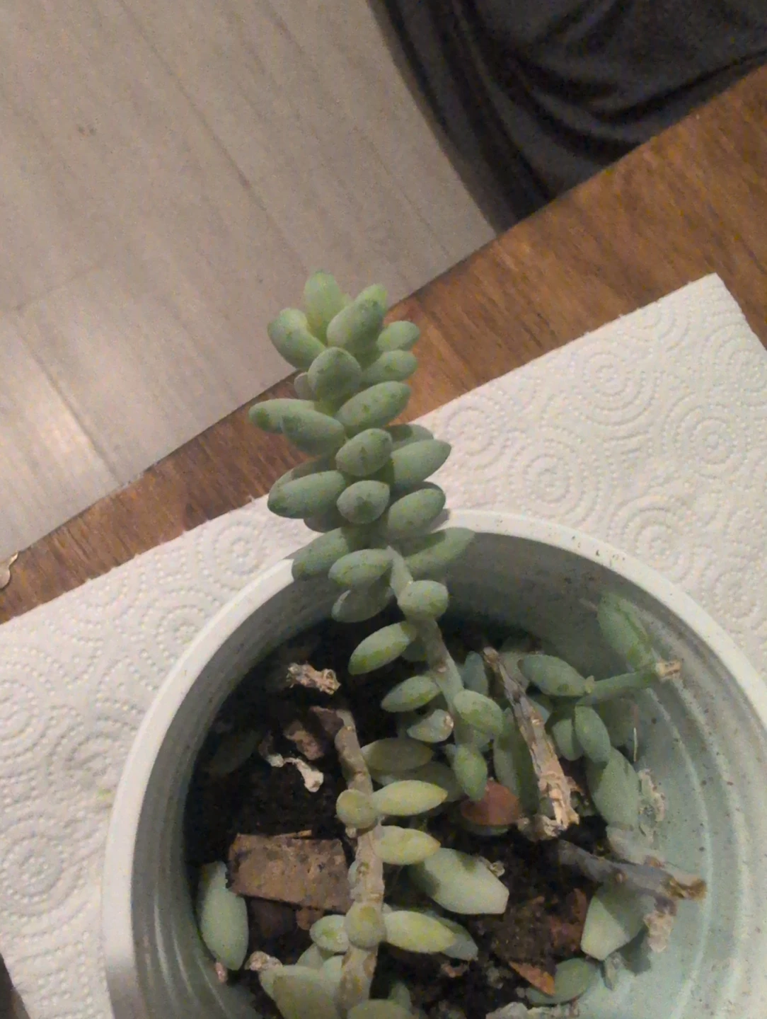 Sedum morganianum (Burro's Tail) Succulent Plant 🏆