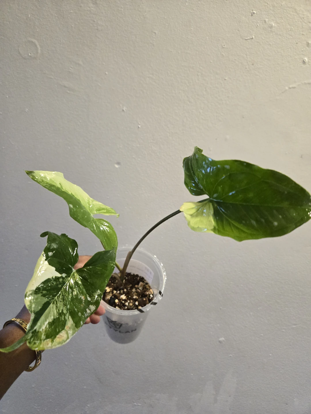 Variegated Syngonium ALBO Plant✨️🪴
