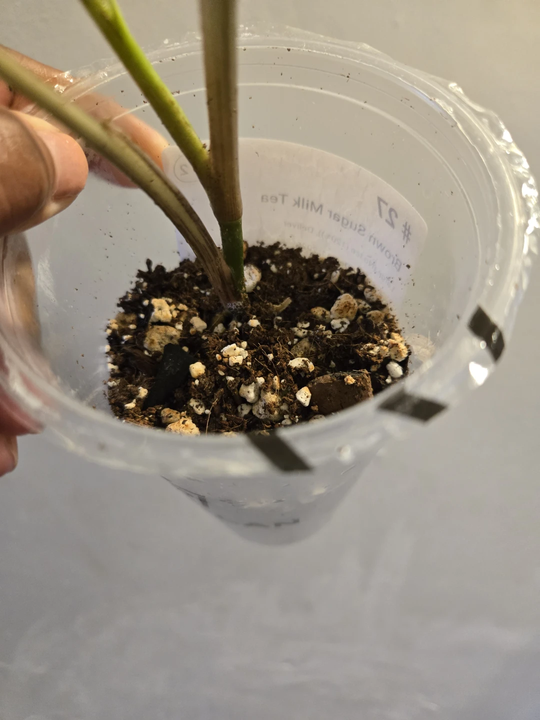 Variegated Syngonium ALBO Plant✨️🪴 - photo 2
