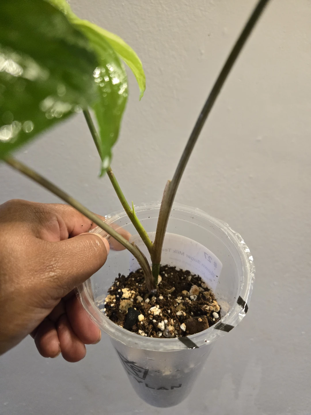 Variegated Syngonium ALBO Plant✨️🪴 - photo 3