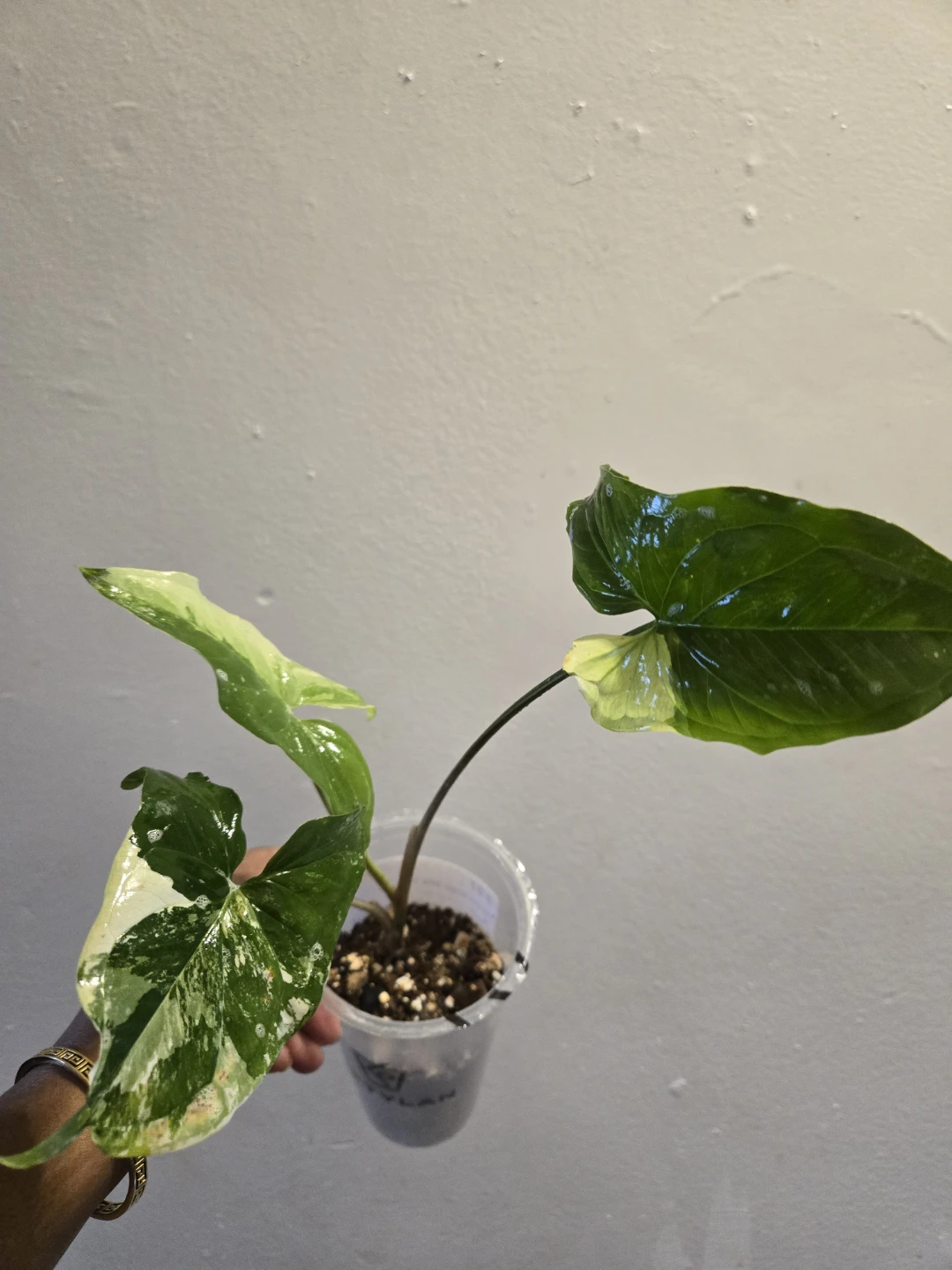 Variegated Syngonium ALBO Plant✨️🪴 - photo 5