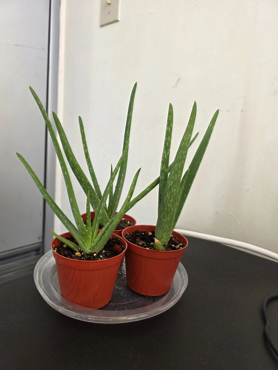 Small Aloe Vera Plants in Red Pots