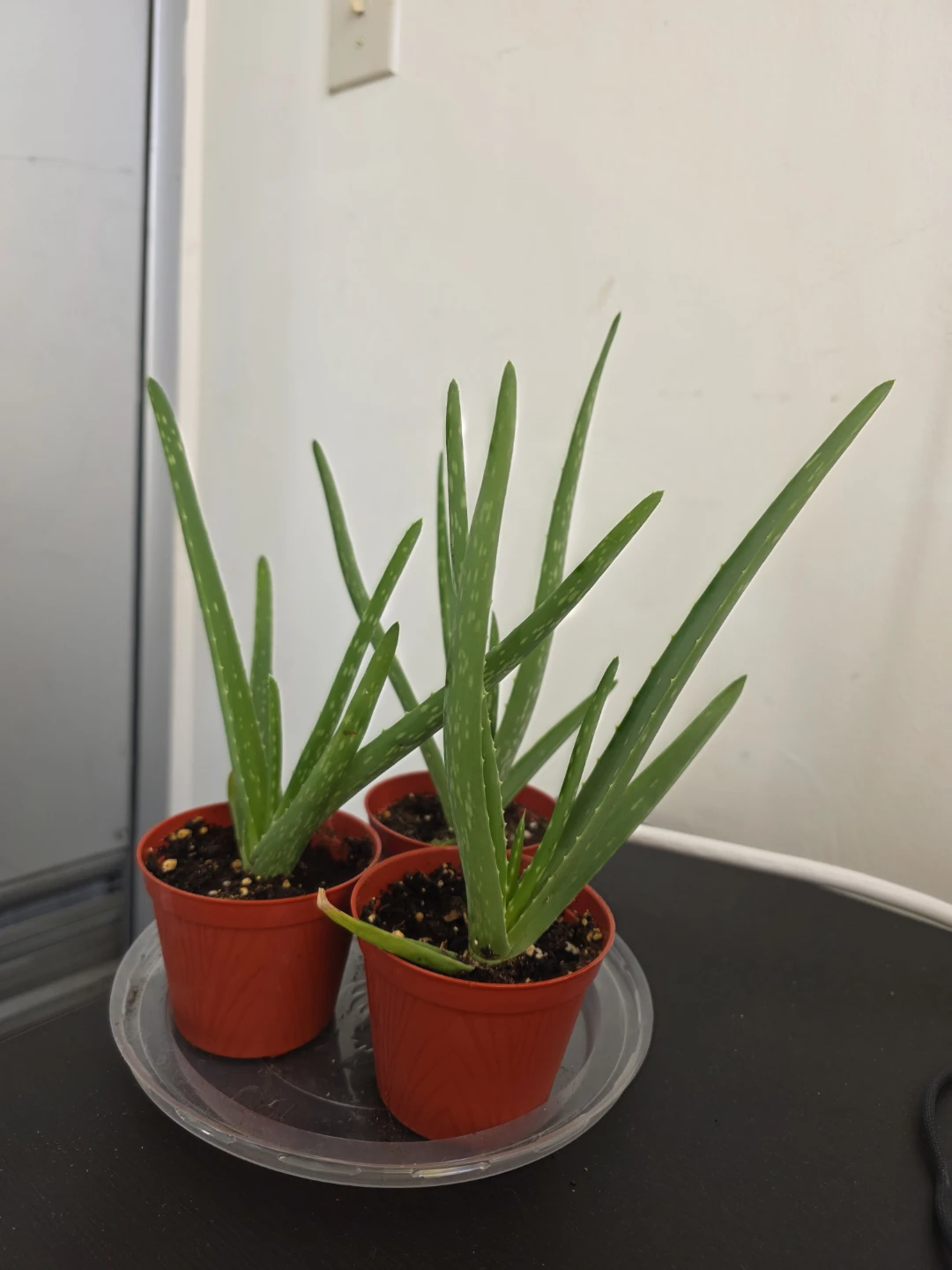 Small Aloe Vera Plants in Red Pots - photo 2