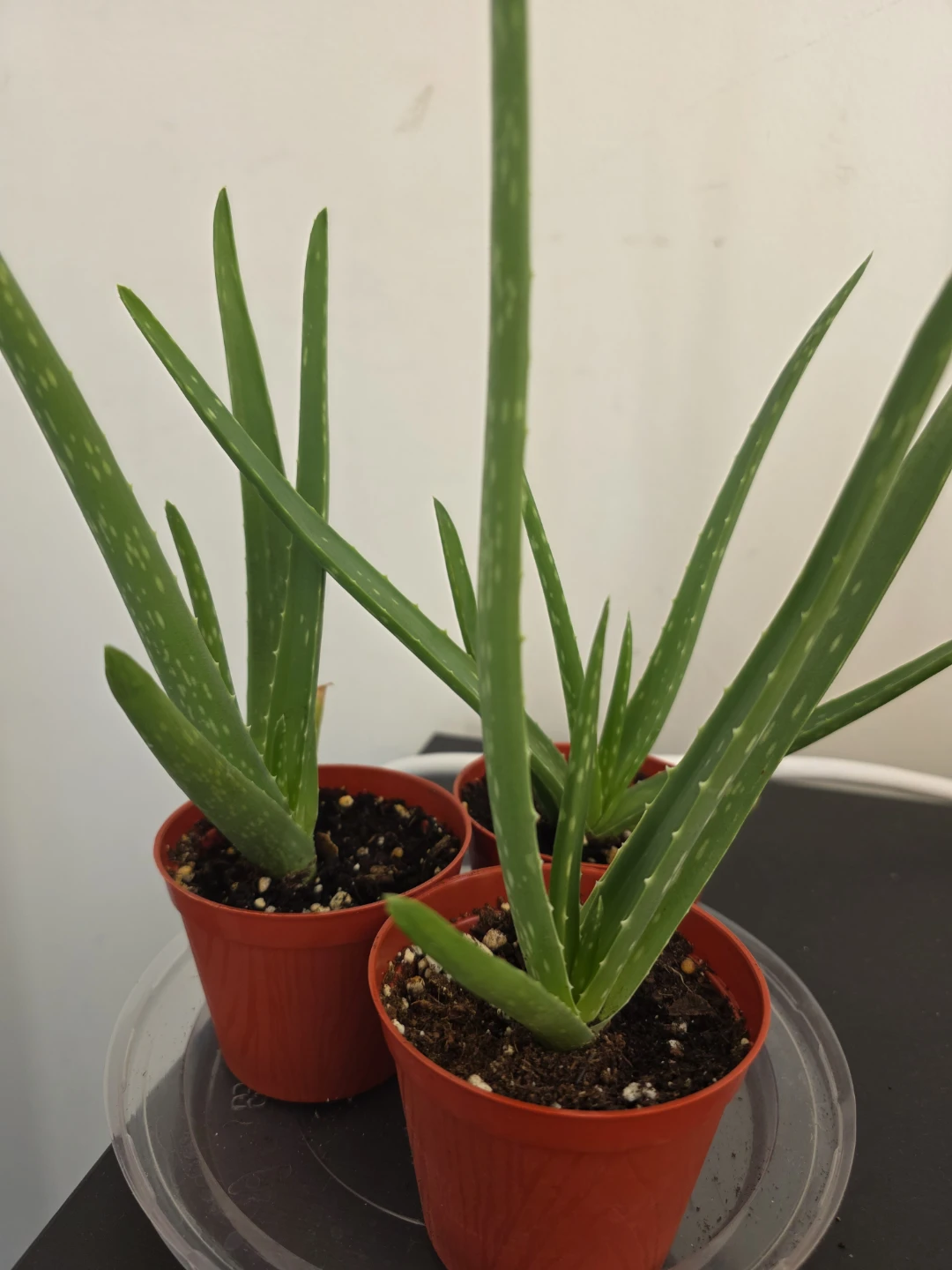 Small Aloe Vera Plants in Red Pots - photo 3