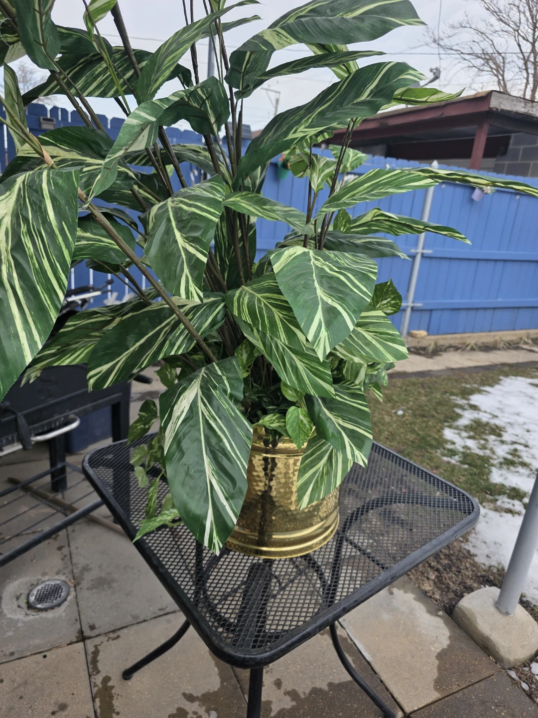 Large Potted Tropical Plant