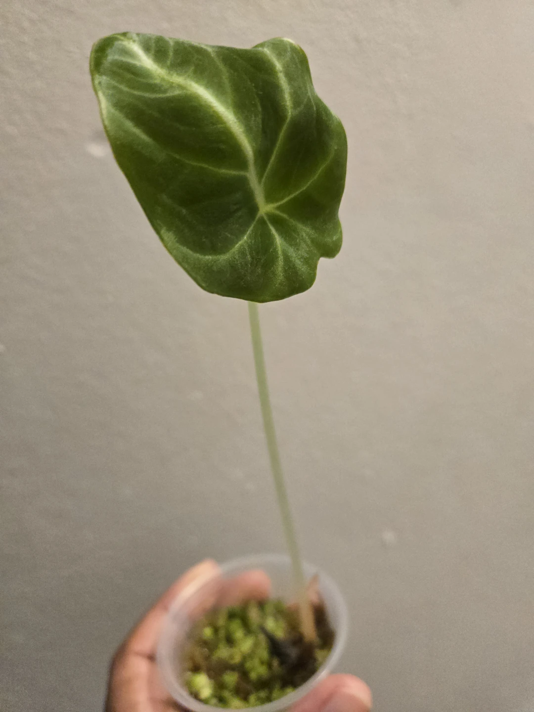 Alocasia Black Velvet seedling✨️🌿2 IN STOCK