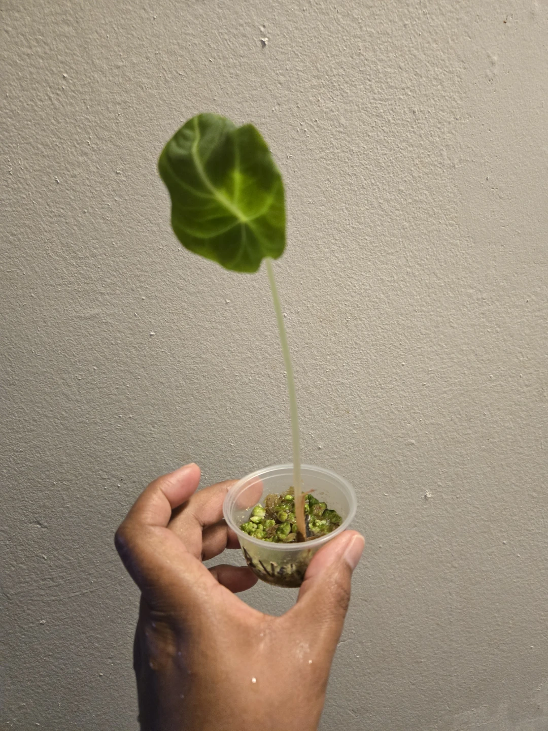 Alocasia Black Velvet seedling✨️🌿2 IN STOCK - photo 2