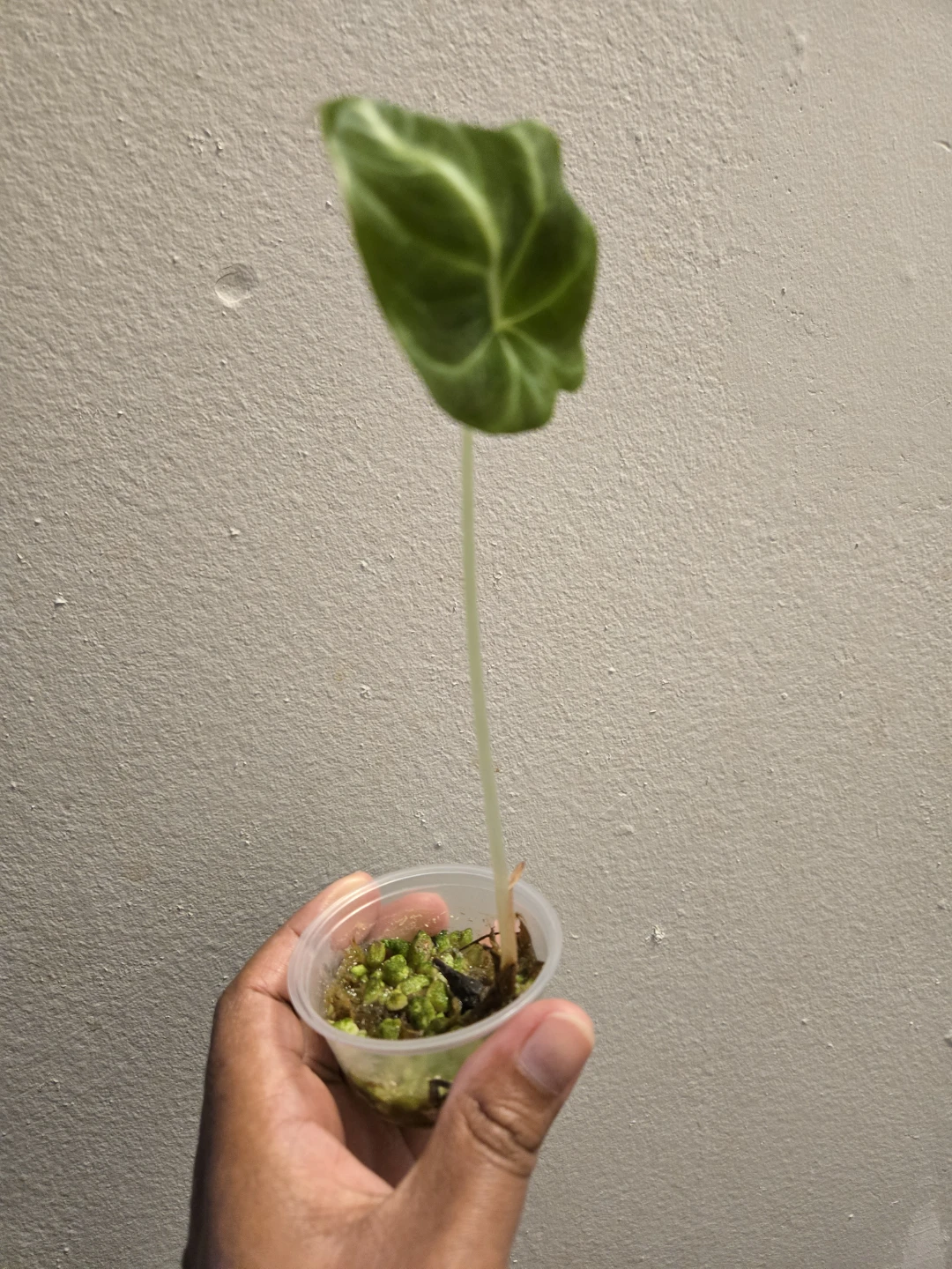 Alocasia Black Velvet seedling✨️🌿2 IN STOCK - photo 3