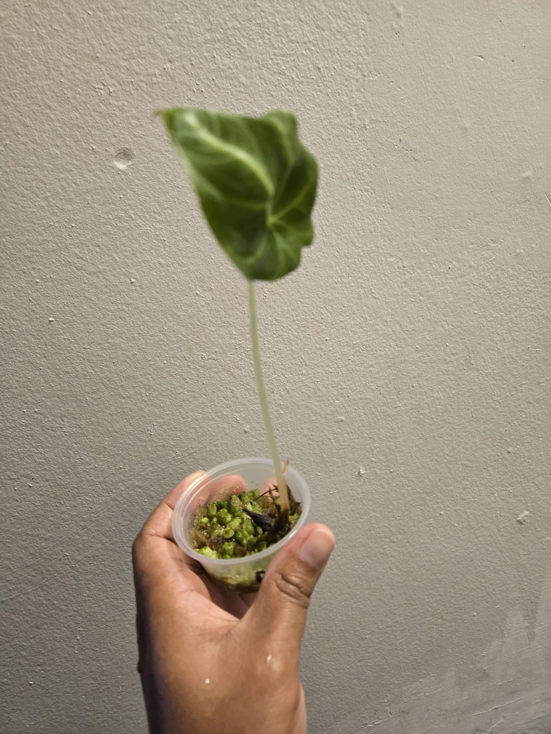 Alocasia Black Velvet seedling✨️🌿2 IN STOCK - photo 4