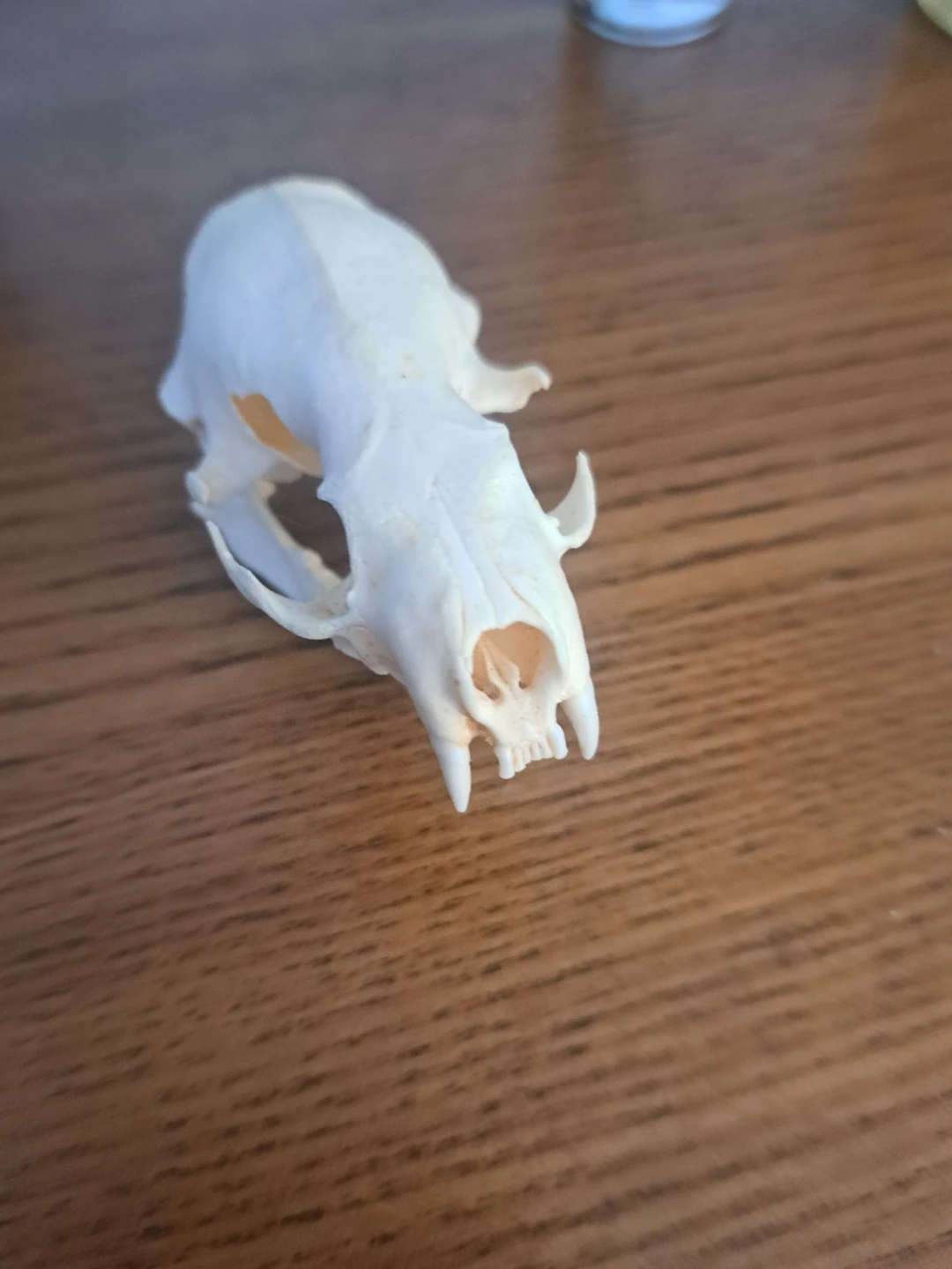 Small Animal Skull - photo 2