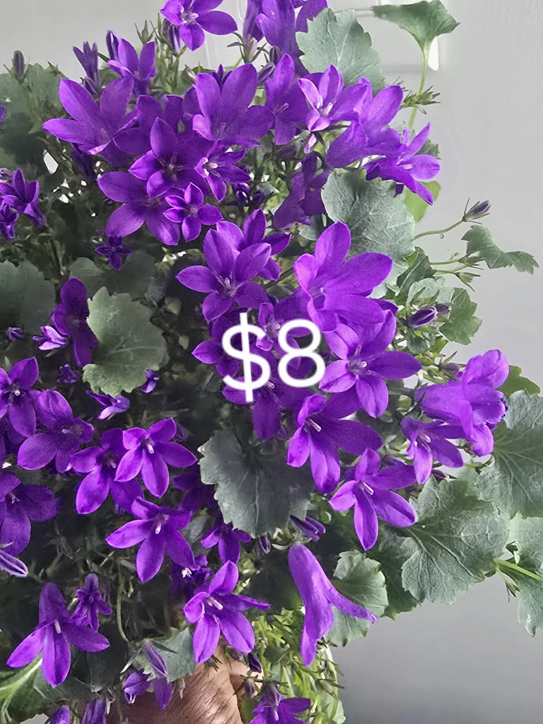 Some houseplant are available for sale. - photo 2