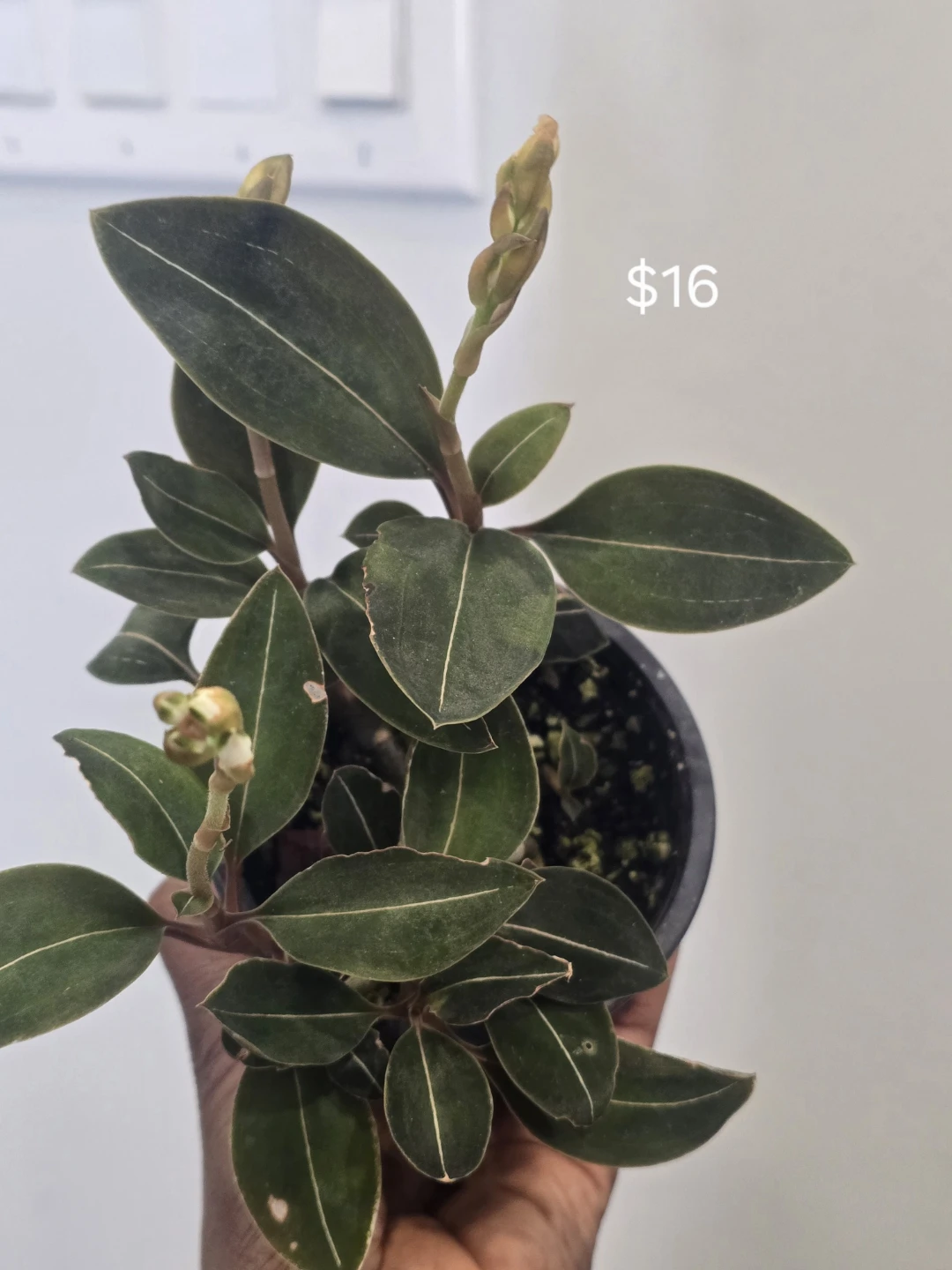 Some houseplant are available for sale. - photo 5