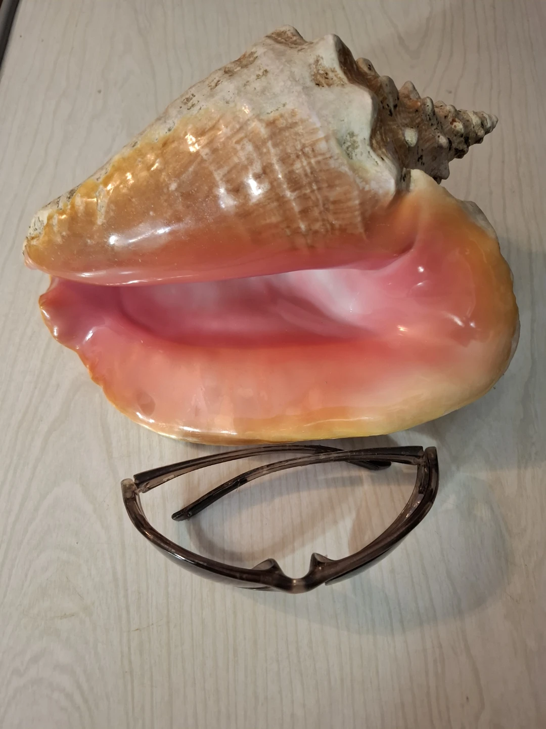 Large Conch Shell