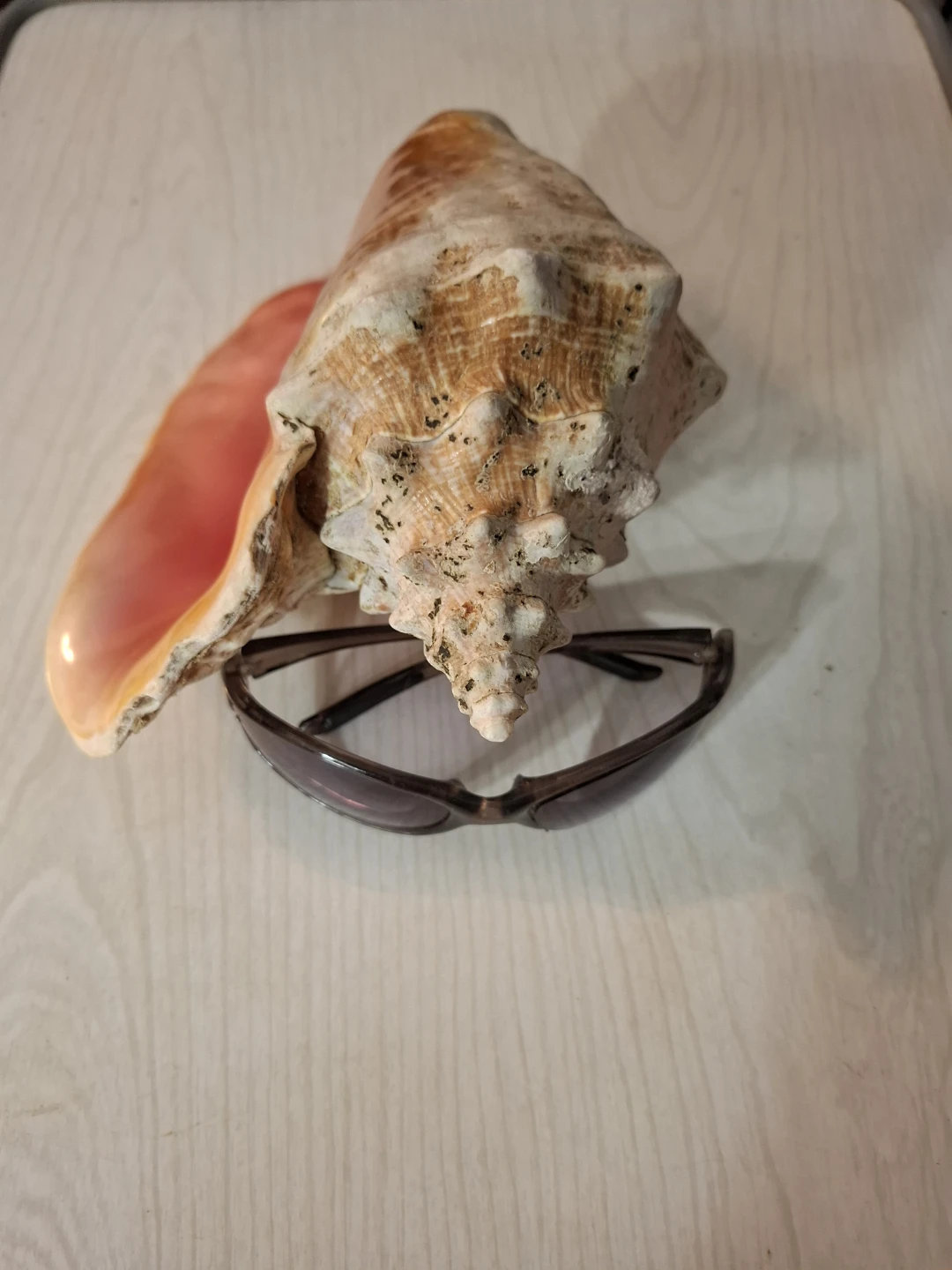 Large Conch Shell - photo 2
