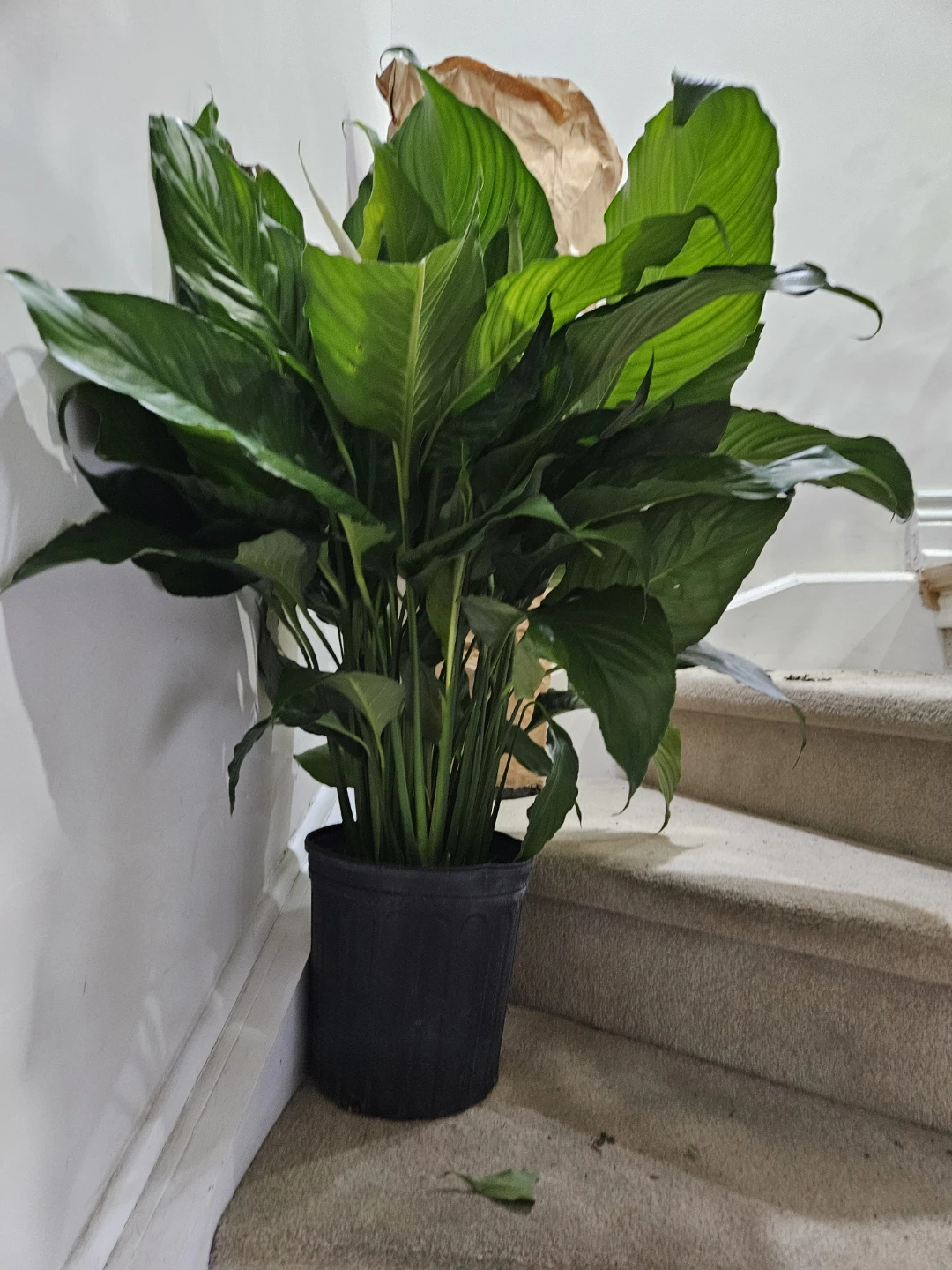 Large Peace Lily Plant🏆
