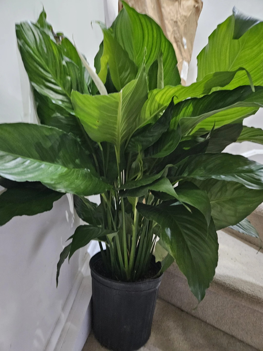 Large Peace Lily Plant🏆 - photo 2