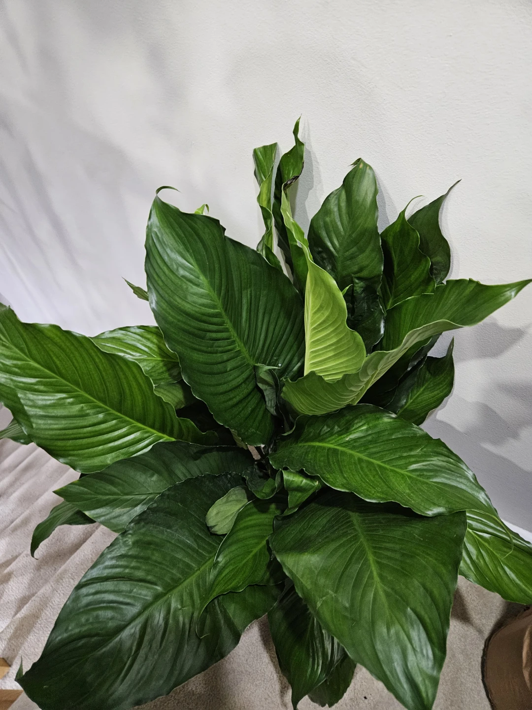 Large Peace Lily Plant🏆 - photo 3