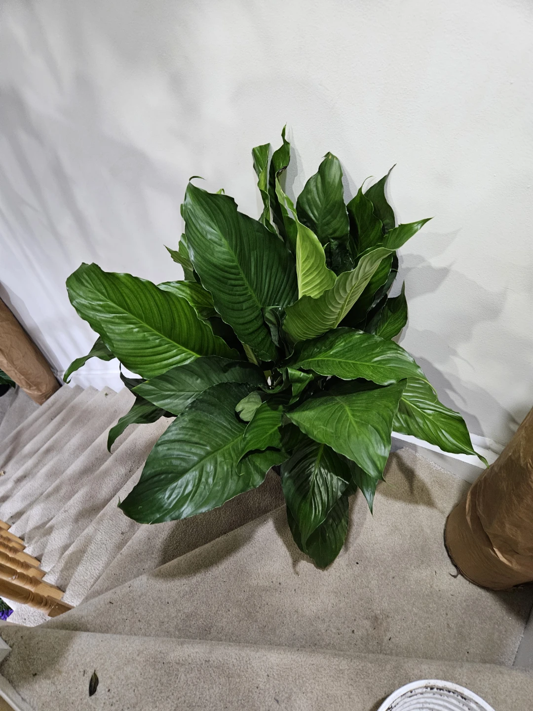 Large Peace Lily Plant🏆 - photo 4