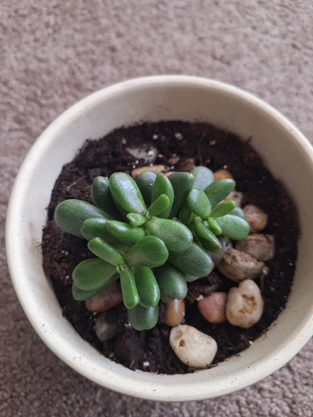 Potted Jade Plant - photo 2