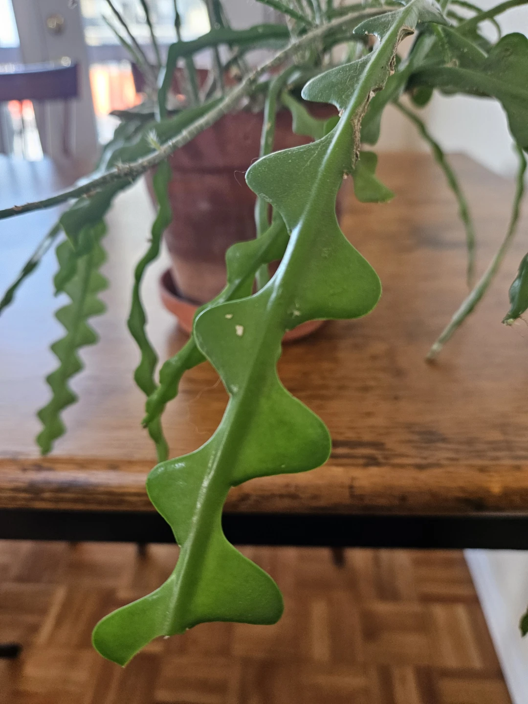 Ric Rac Cactus Plant in 6 inch Terra Cotta Pot 🧡